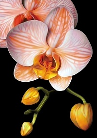 Изящная орхидея